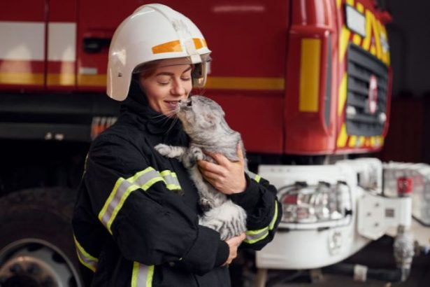 Nova Lei de Proteção a Animais em Desastres Amplia Responsabilidade Pública no Brasil