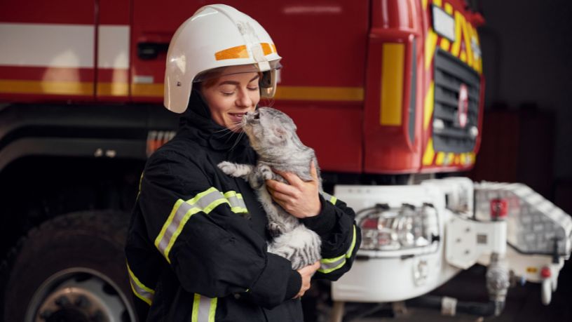 Nova Lei de Proteção a Animais em Desastres Amplia Responsabilidade Pública no Brasil